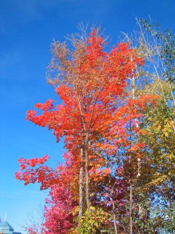 Maple red