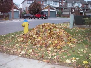 Mountain of Leaf....