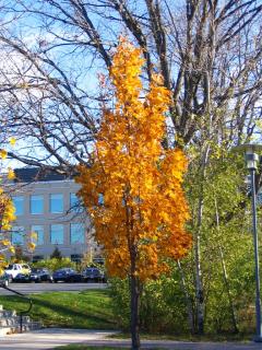 Yellow Tree