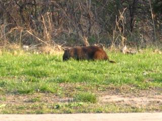 groundhound