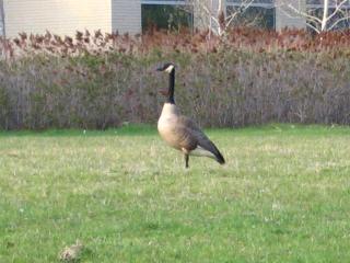 goose