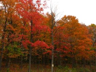 Fall, leaf turning color in Ottawa 2