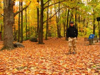 Fall, leaf turning color in Ottawa 3