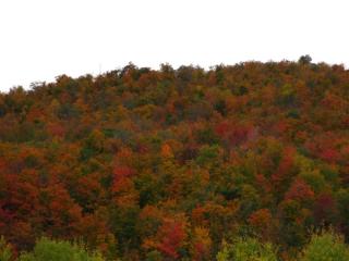 Fall, leaf turning color in Ottawa 4