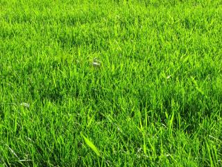 Green green grass