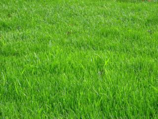 Green green grass