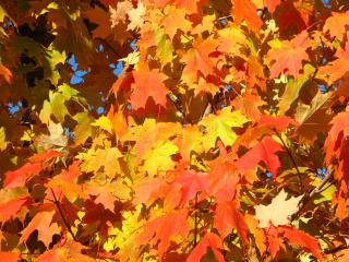 Red Leafs