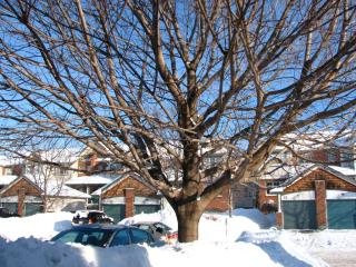 Too much snow 2008 - 3