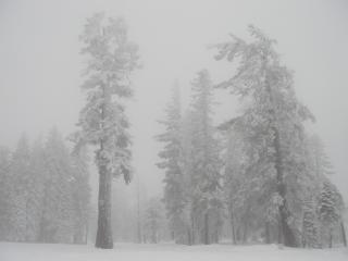 White Tree 2